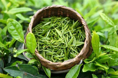 薏仁茶的成分與茶葉的關(guān)系