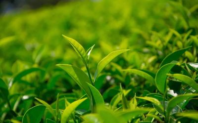 明前茶為何備受推崇？——探秘茶葉的時(shí)令密碼